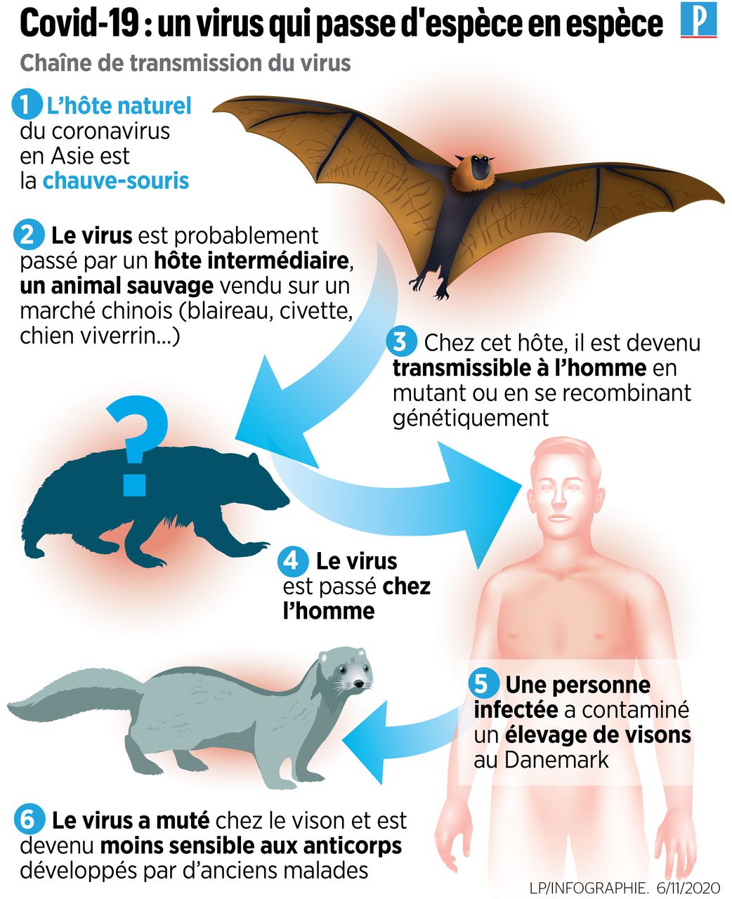 Covid-19 : des cas chez des visons rapportés dans six pays différents